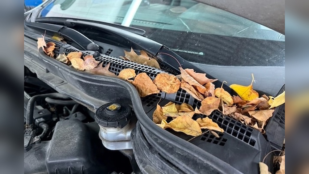 How Do I Clean My Car After Fall Leaves Stick to It