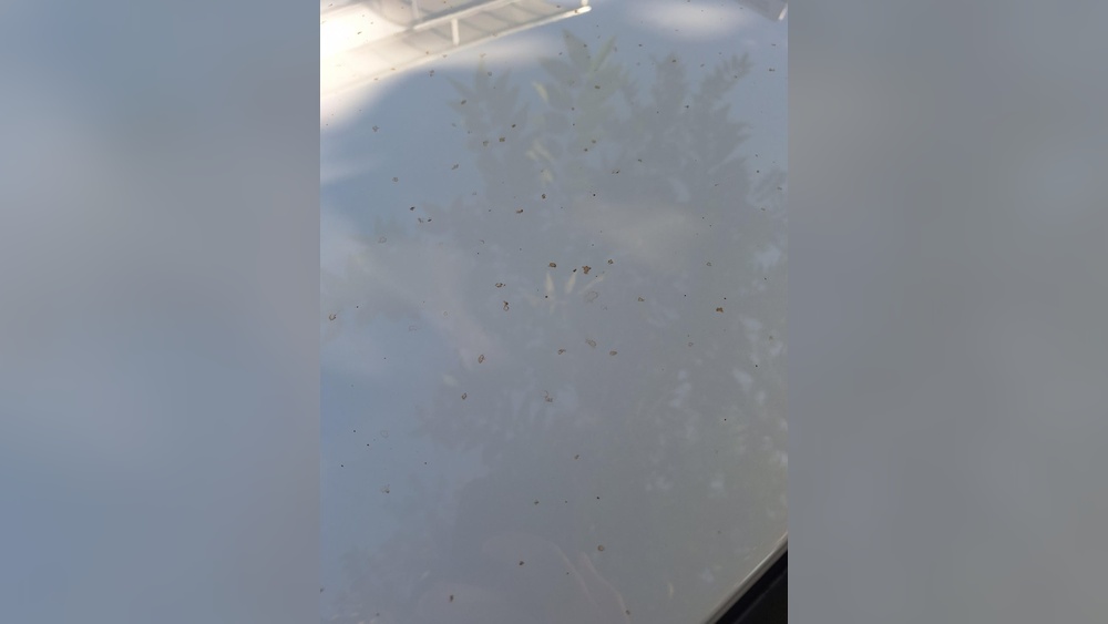 How to Remove Leaf Stains And Sap from Car Paint